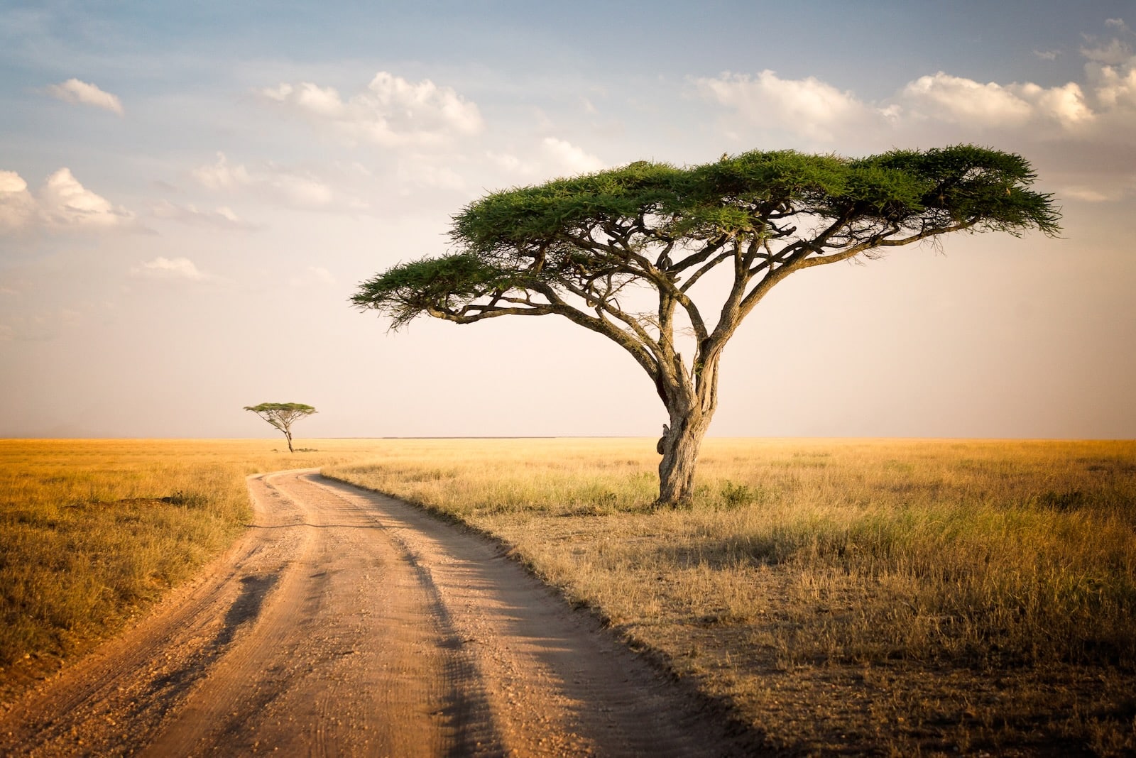 Hanf in Afrika Eine nachhaltige Lösung für Umweltprobleme Hanf