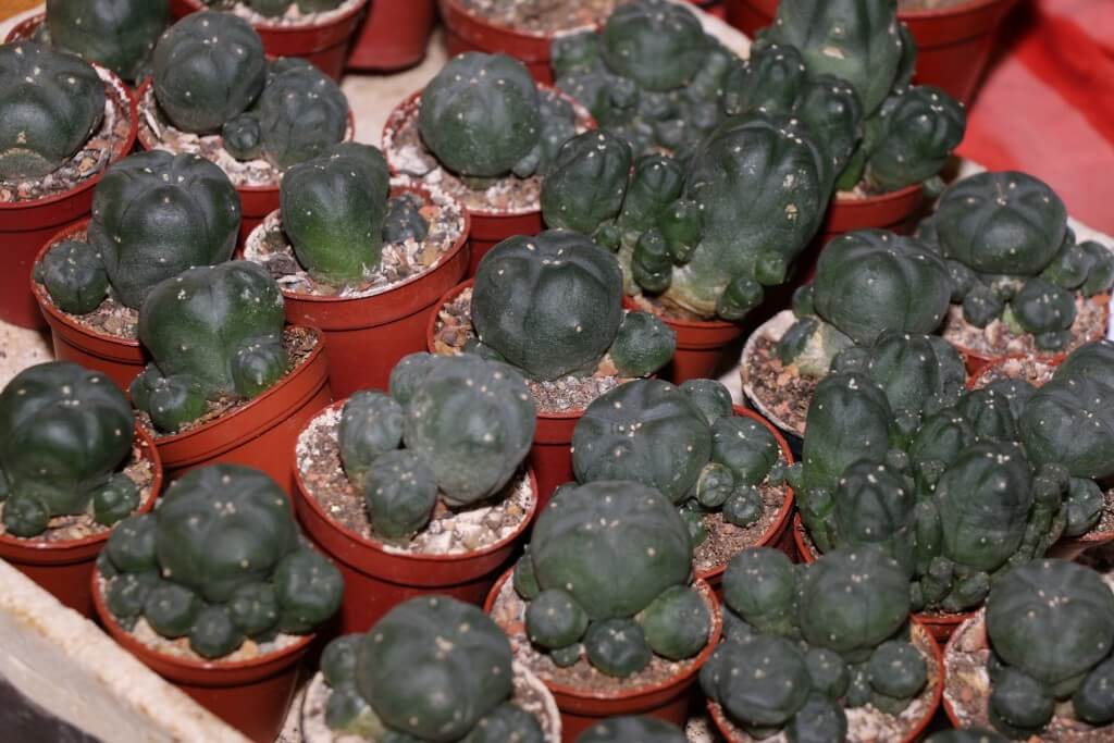 Peyote Kaktusse, wie sie in Mexiko wachsen, enthalten Meskalin, nicht für den Drogenkonsum, sondern für die Optik.