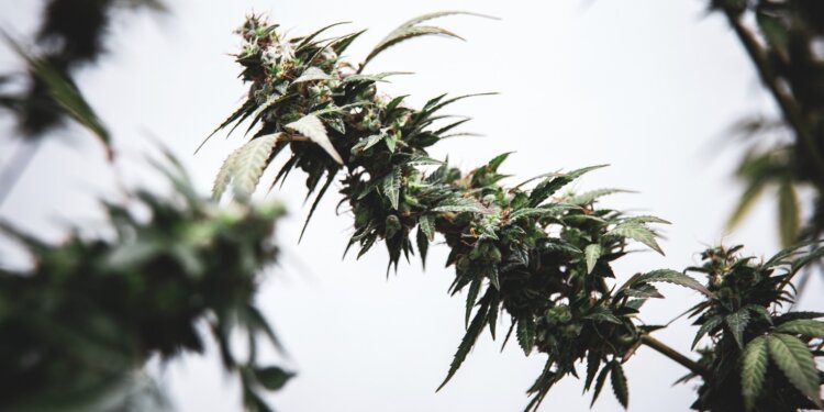 Cannabis-Legalisierung-mit-guten-Prognosen