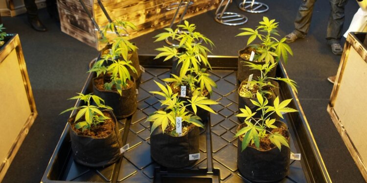 Wird-mit-Monsanto-Genhanf-Cannabis-schneller-legalisiert