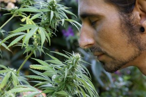 Ist Cannabis für jedermann gleich wirksam?