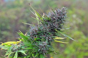 Hat Cannabis heute einen höheren THC Gehalt?