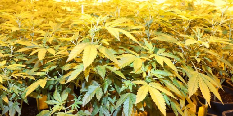 Erst-kriminell-jetzt-schon-krank-Cannabis-mit-der-CDU-legalisieren