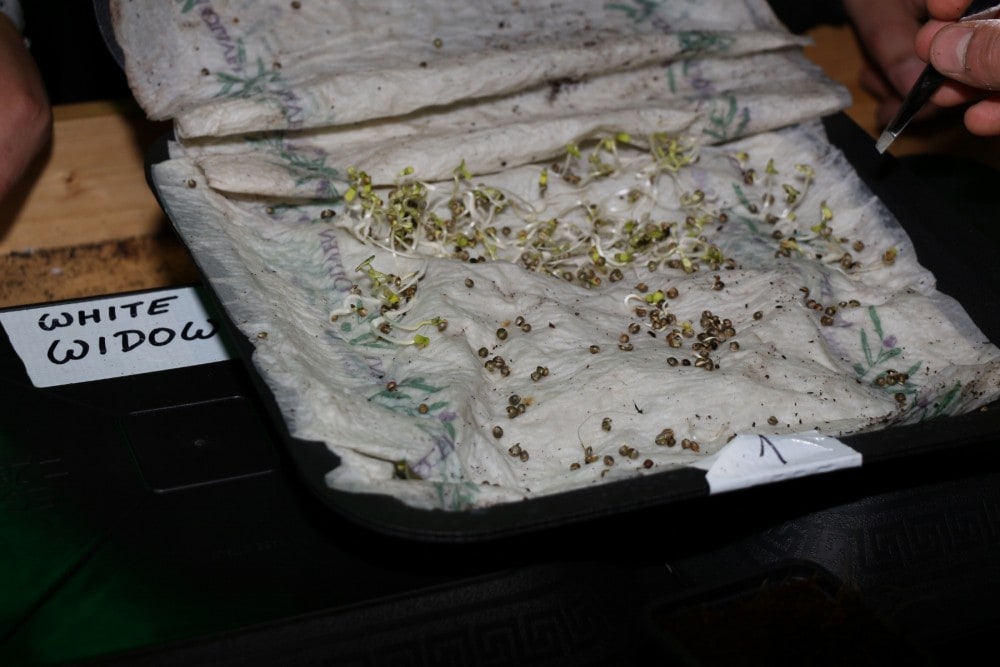 Wie viele Cannabis Samen braucht man für eine Pflanze?