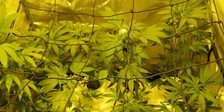 Hoffentlich-kleinwüchsige-Cannabis-Pflanzen