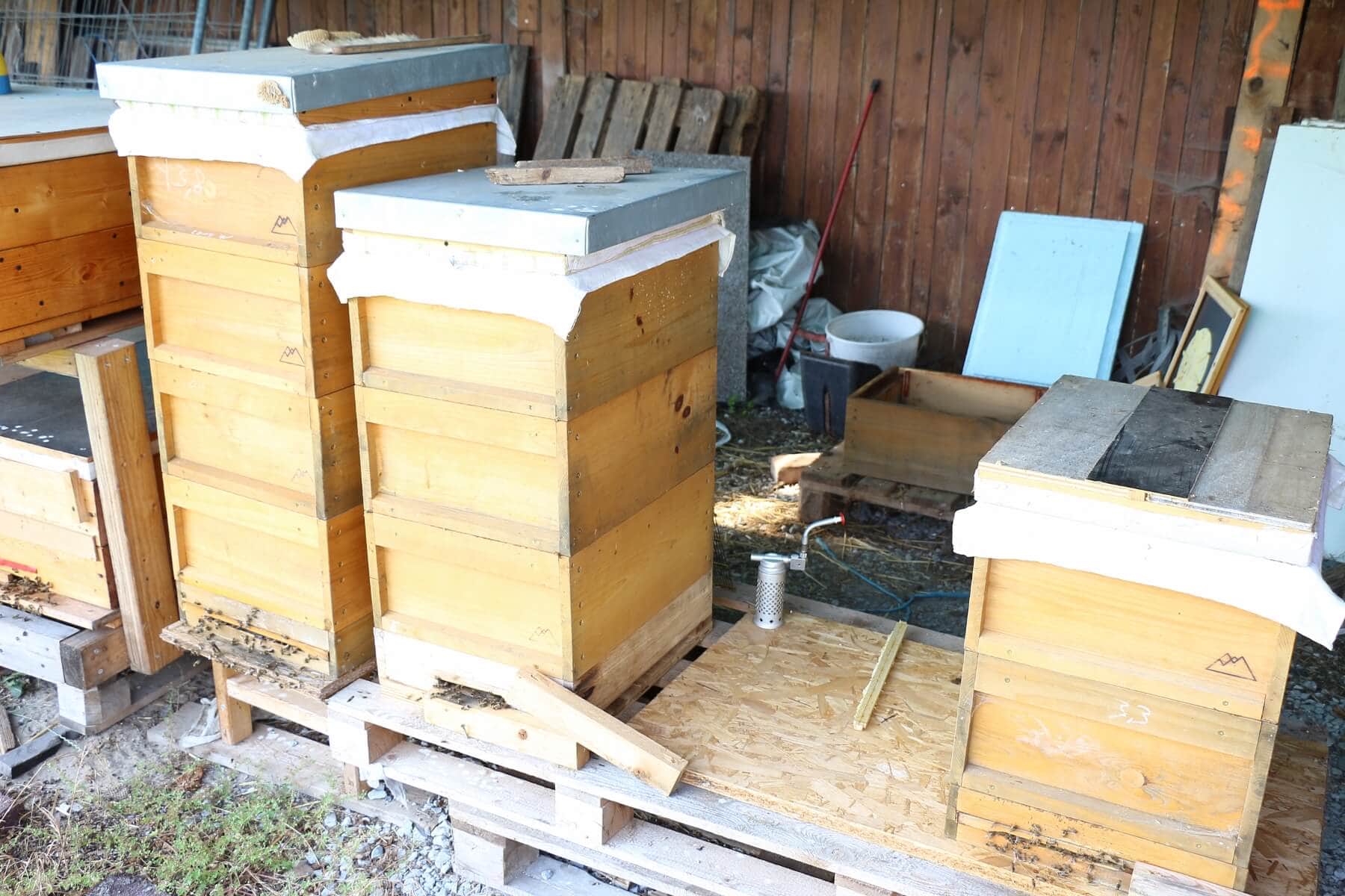 Honigbienen auf dem Münsterland Hanf Hof