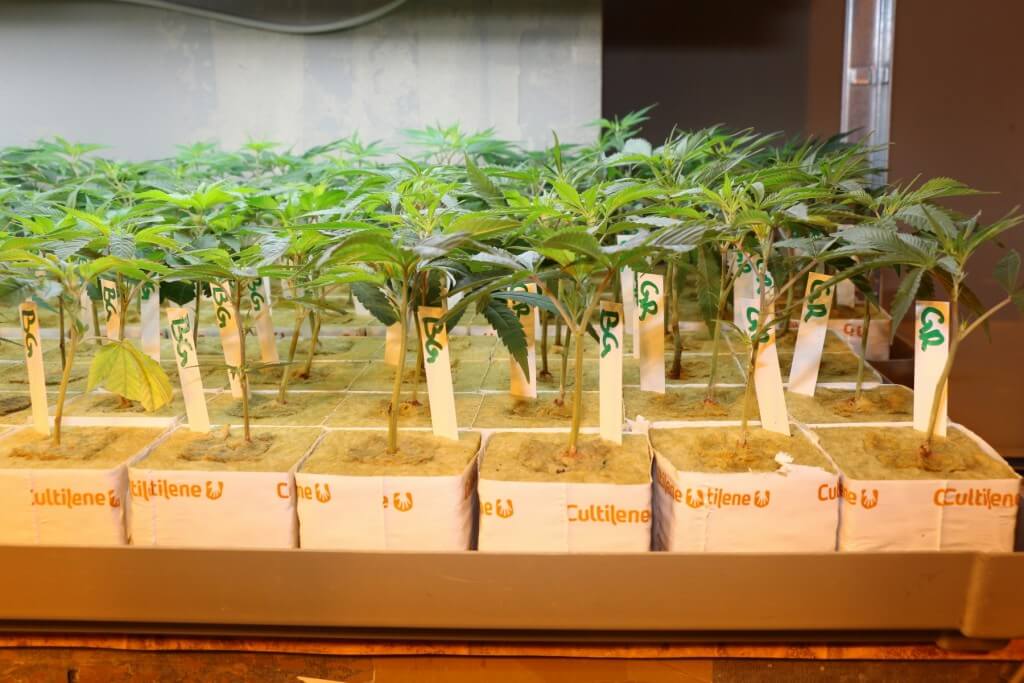Man sieht den Cannabis Pflanzen nicht ihre Wuchskraft an und muss diese erfragen