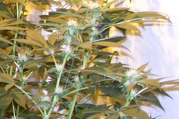Indoor Sensimilla Marihuana mit vielen Blütenfäden