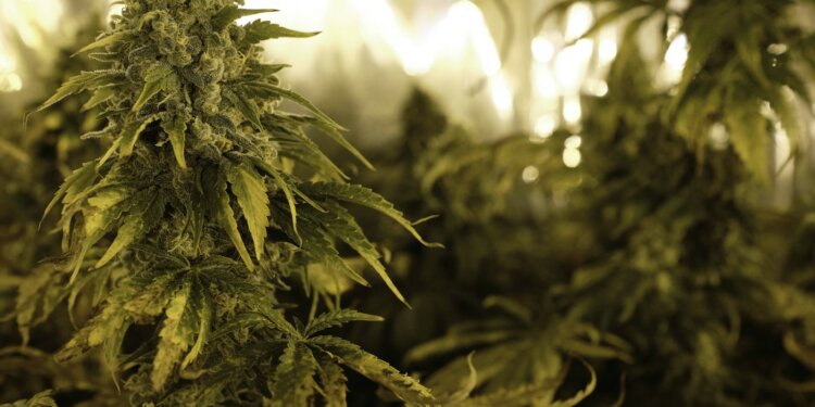Marihuana-Plantage-unter-der-Spüle