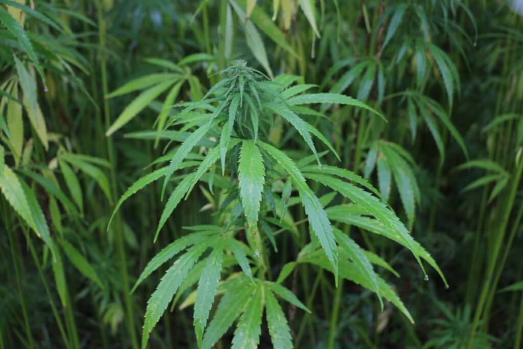 Noch Faserhanf, ungeeignet für Deutschlands Marihuanaversorgung