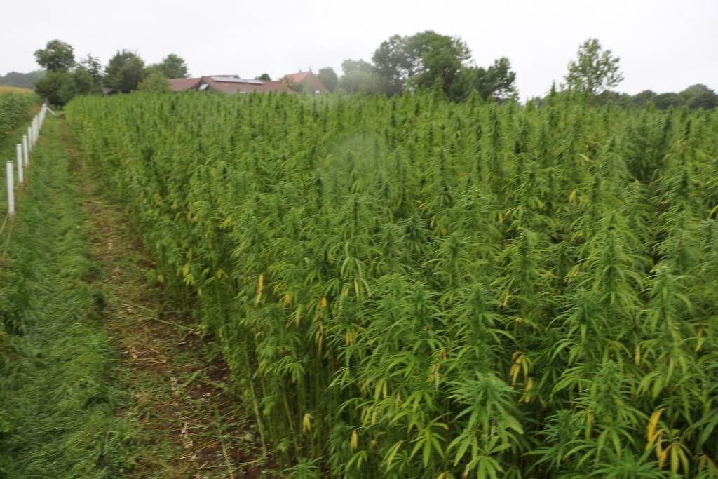 Nutzhanffeld in Blüte