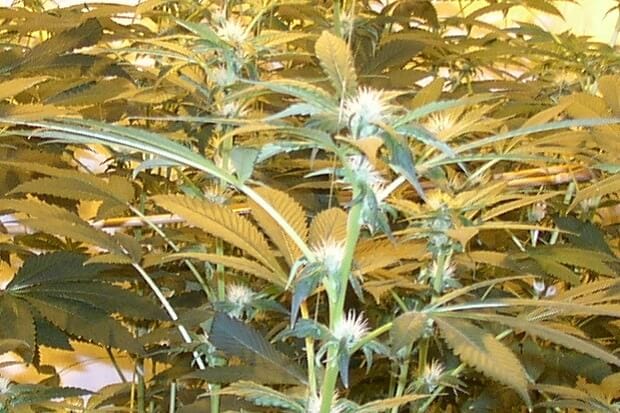 Sensimilla indoor Marihuana mit vielen Blütenfäden