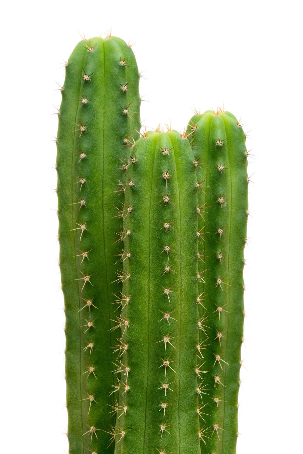 Kaktus-