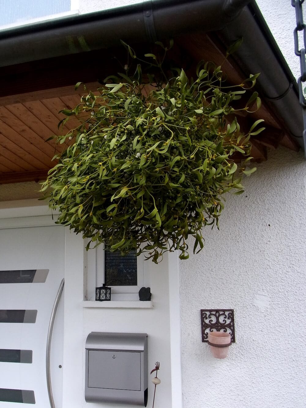 Die Mistel hat eine lange Tradition als magische Schutzpflanze. Diese, oberhalb des Hauseingangs befestigten Mistelzweige hindern schädliche Krankheitsgeister vor dem EIndringen ins Haus.