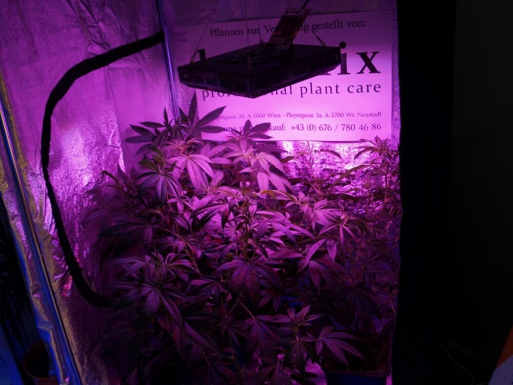 Indoor Growing: Wann machen LEDs richtig Sinn?