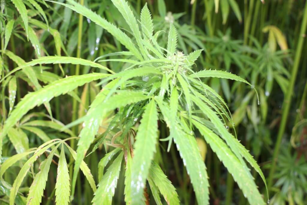 Schlechtes Wetter durch Gewächshaus Marihuana Anbau vermeien