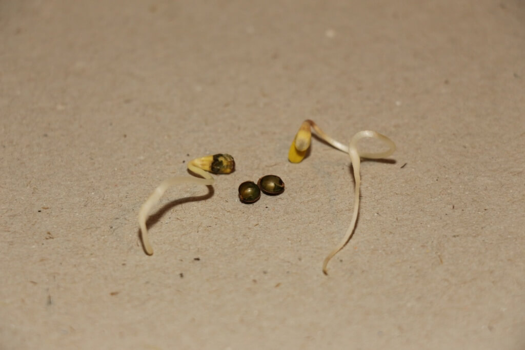 Seeds: CBD Marihuana Strain?