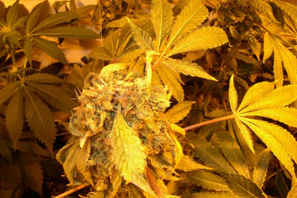 Schimmeliges Marihuana an der Pflanze schnell entfernen