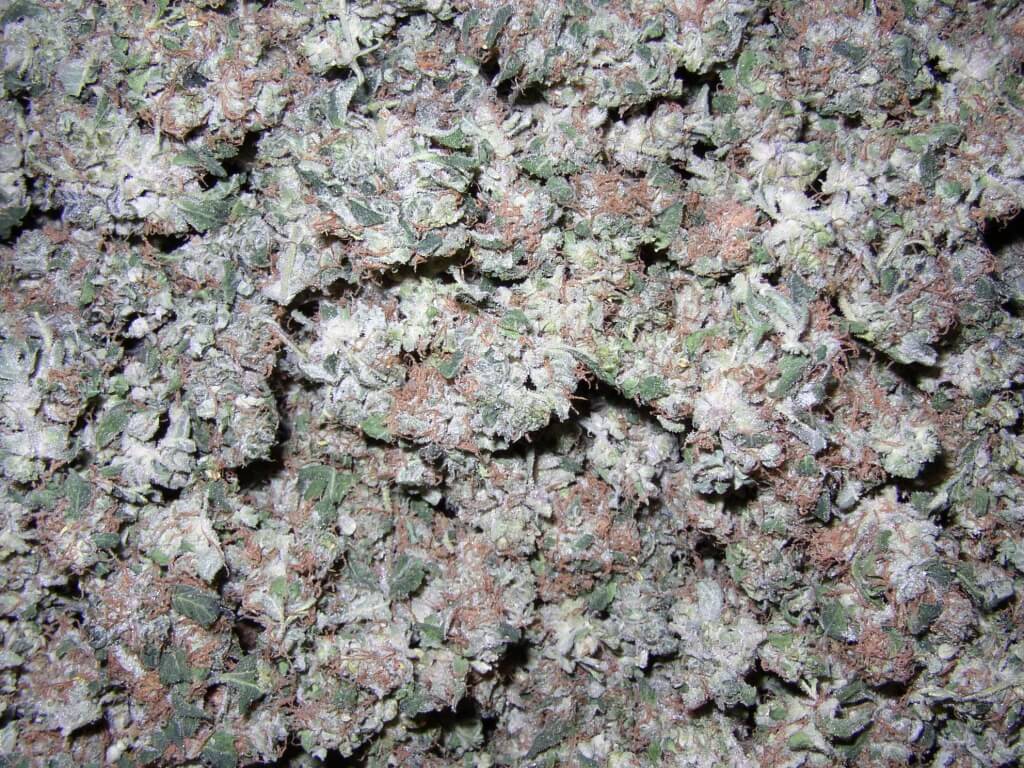 Cannabisblüten als Heilmittel