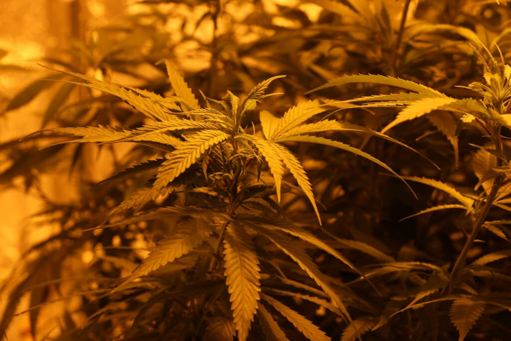 Marihuana wächst auch im Besenschrank