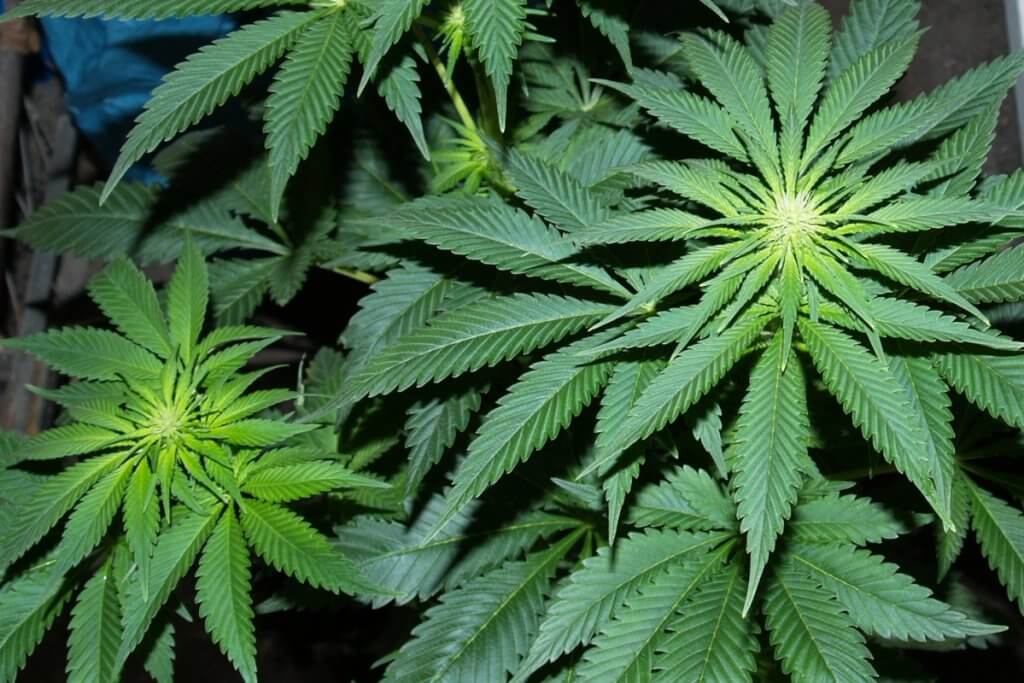 Autoflower Strains blühen auch bei 18 Stunden Licht