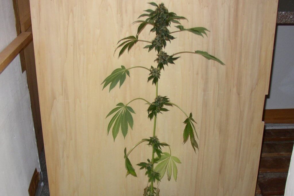 Fertige Marihuanablüte einer Pflanze mit wenig Raum und nur 4 Liter Topf