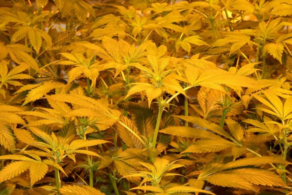 15 Tage nach dem Marihuanablüte einleiten bilden sich Blütenansätze