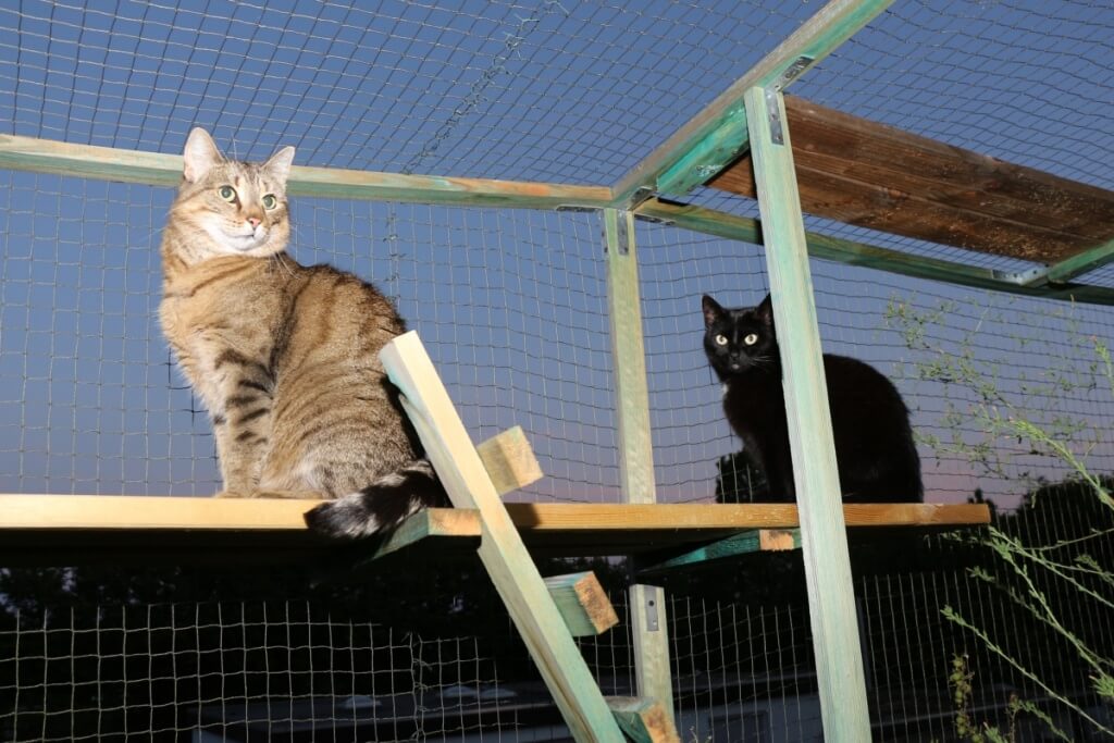 Diese Katzen würden auf Miaurihuana nicht reagieren