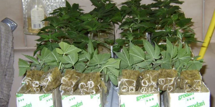 Mehr-Platz-für-die-Wurzeln-in-der-Marihuana-Jungpflanzenpflege