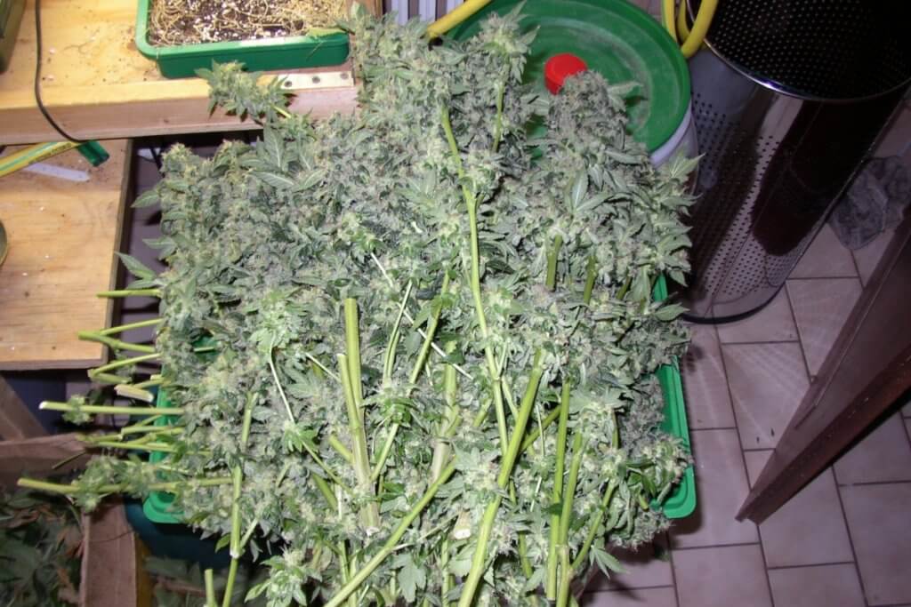 Gute Ergebnisse dank richtiger Marihuanablüte Beleuchtung