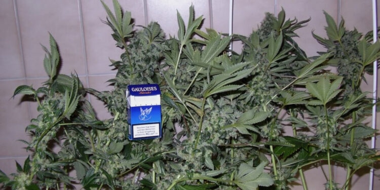 Dünger-absetzen-Hier-sind-drei-fertige-Marihuanapflanzen-zu-sehen