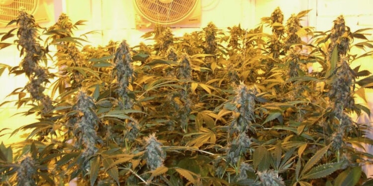 Marihuana-guter-Qualität-ernten-kann-der-begabte-Grower-alle-paar-Monate