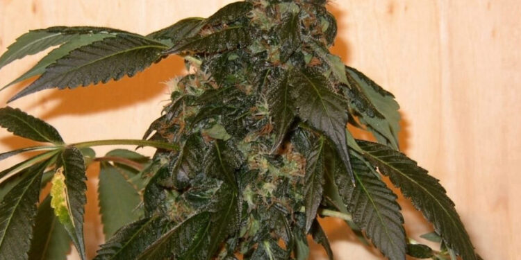 Warum-nicht-eine-beliebige-Marihuanapflanze-ziehen
