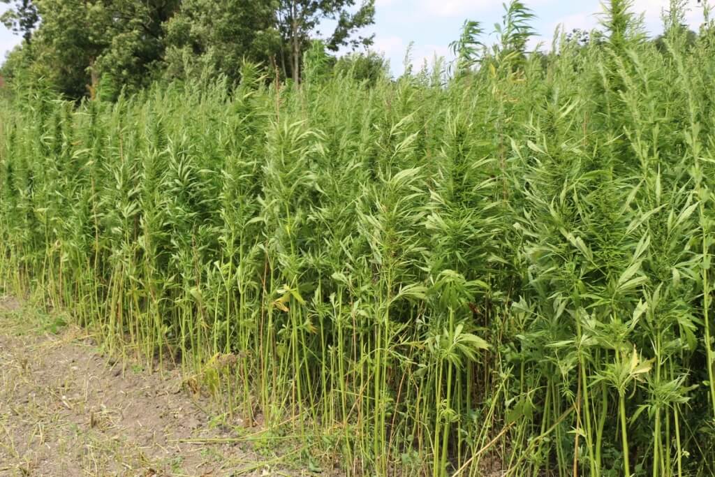 Hanftee Ernte im Juli Münsterland Hanf Finola ernten