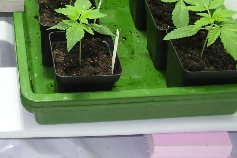 Marihuanapflanzen aufbocken, mit mehr Styropor Stücken viel mehr Höhe und weniger bücken