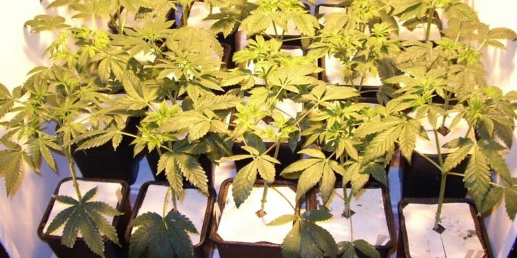 Marihuanapflanzen-aufbocken-und-den-Rücken-schonen