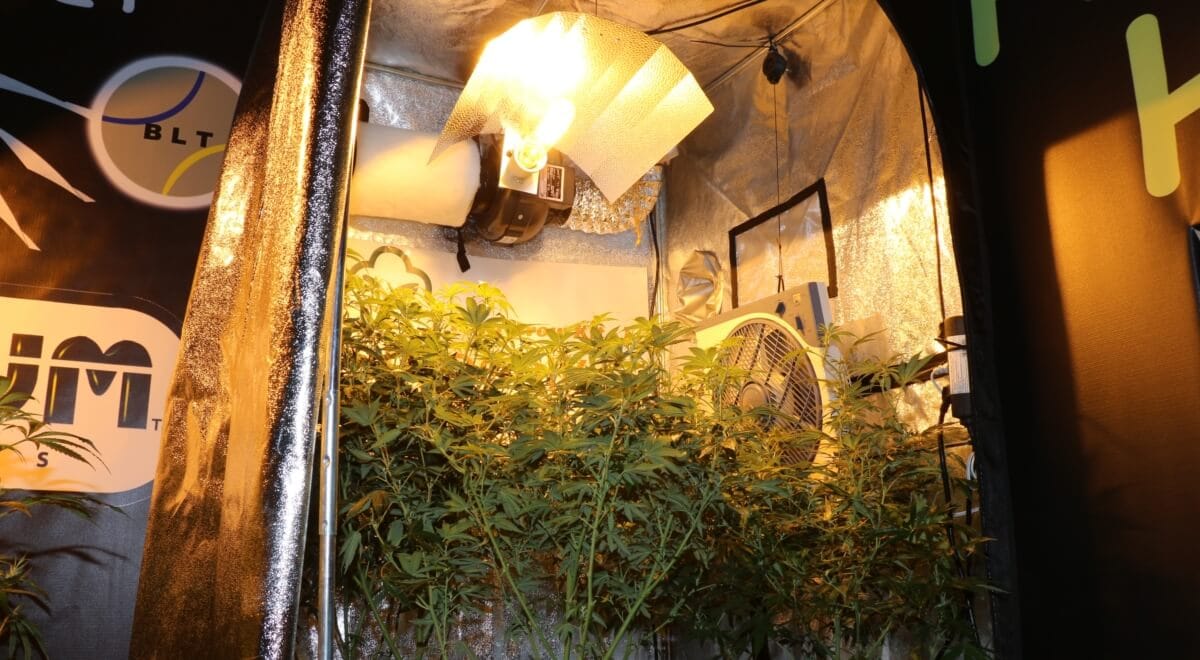 Die Natriumdampflampe ist der Klassiker im Indoor Marihuanaanbau
