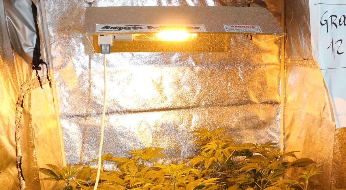 Die effektive Indoor Pflanzenbeleuchtung zieht derzeit immer viel Strom
