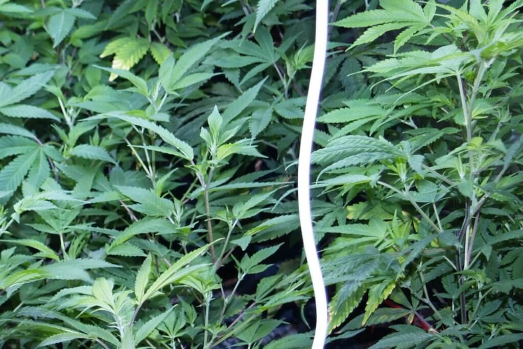 Muss man für diese Pflanzen bereits einen Marihuana Mangel beheben?