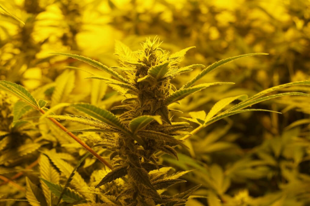 Wer sein Marihuana überdüngt, merkt es oft erst in den letzten Wochen