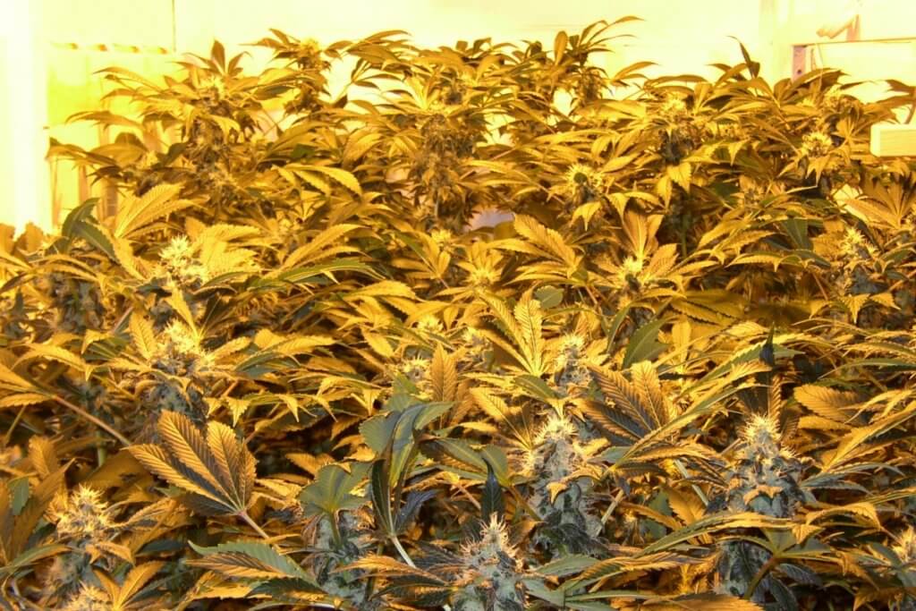 Mehr THC, wenn ab diesem Punkt mit etwas UV-Licht ergänzt wird?