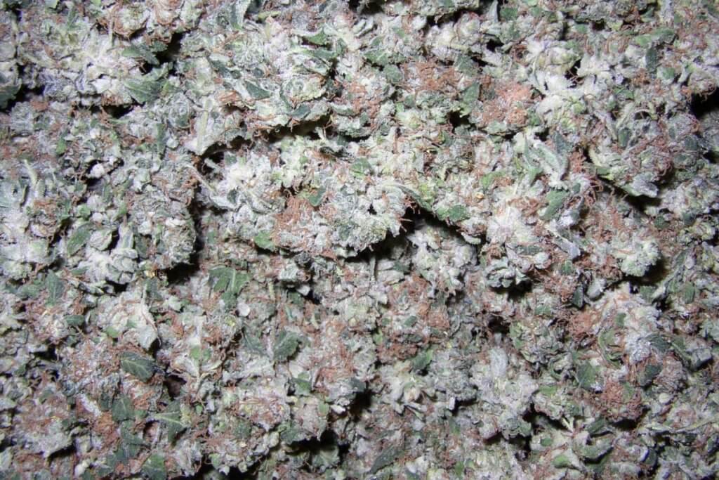 Das Marihuana eintüten wird das Delta 9 THC vor dem Oxidieren schützen