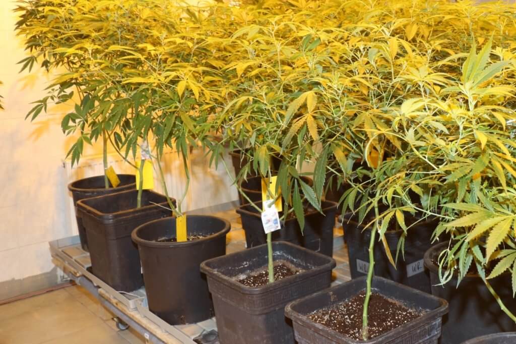 Mutterpflanzen hydroponisch gießen würde bedeuten, mit einem anderen Wurzelmedium und mit Gießanlage zu arbeiten
