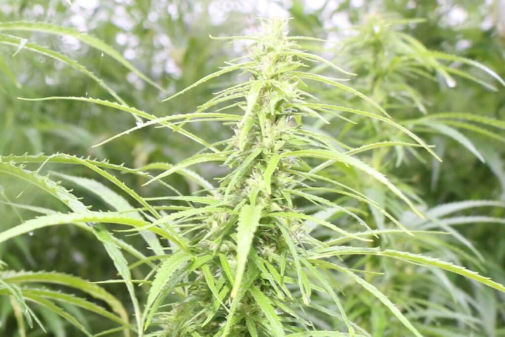 Mit dem Cannabis Medizin Gesetz leider nicht im eigenen Garten legal
