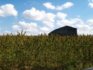 CBD-crop-with-distant-barn