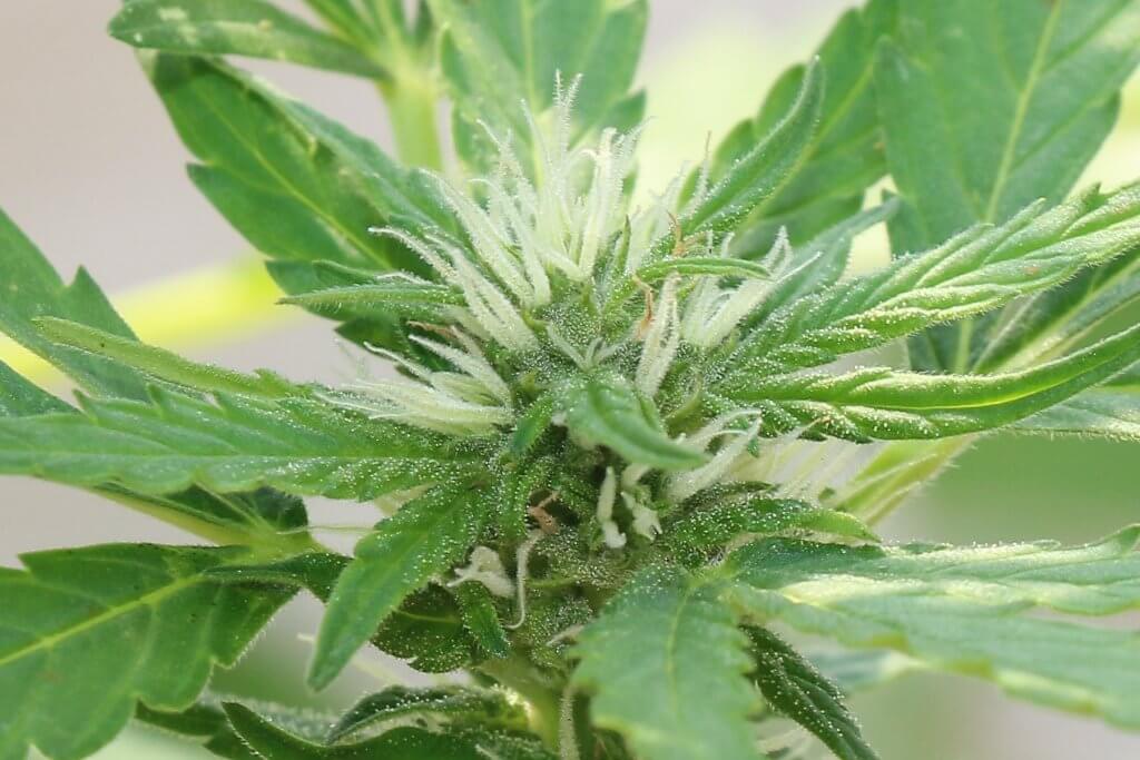 Legale Cannabisabgabe erst nach der Ernte möglich
