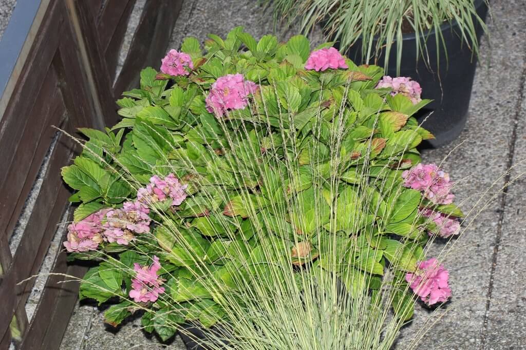 Hortensien rauchen führt zur Blausäurevergiftung