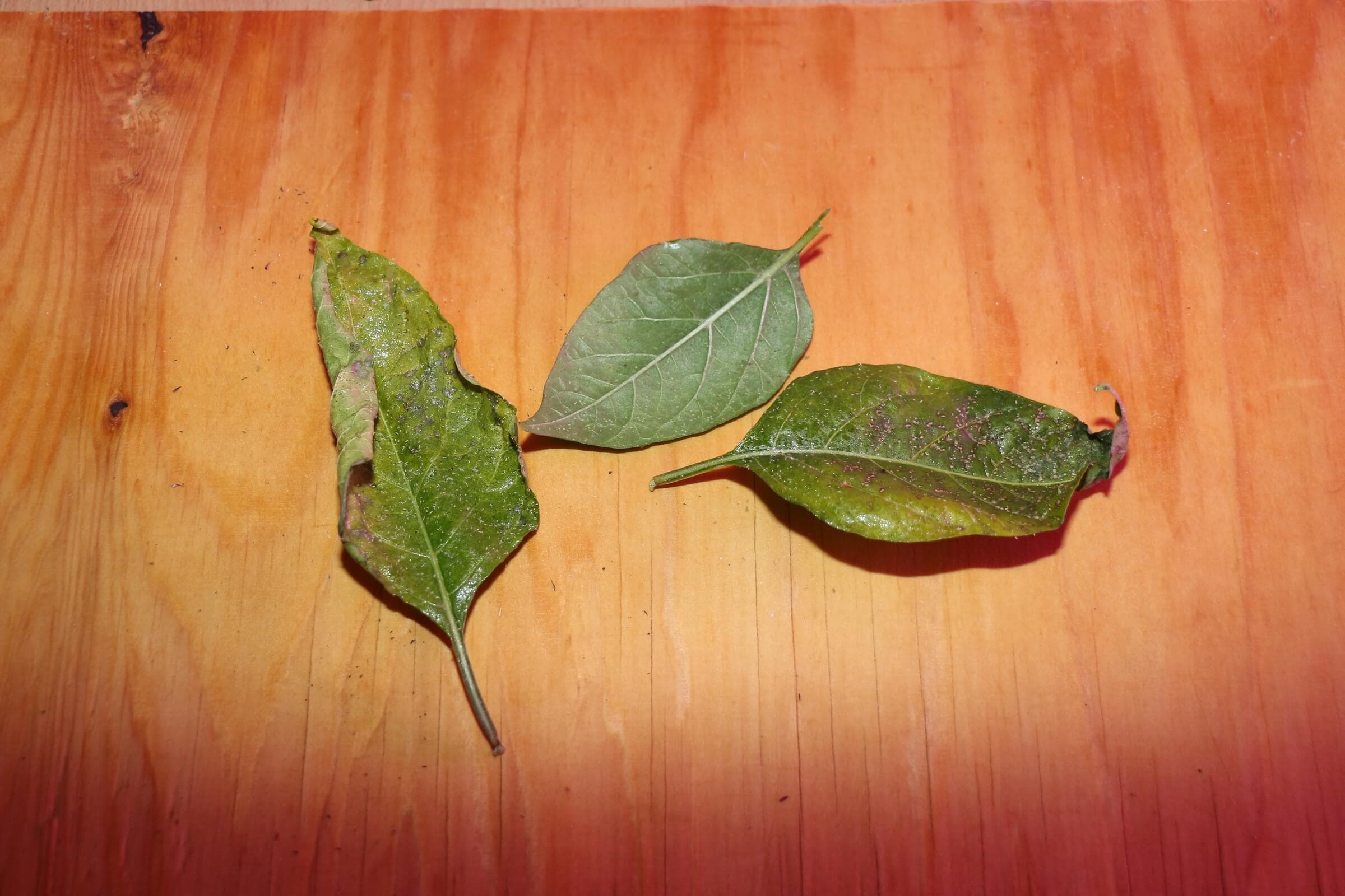 Befallene Chiliblätter