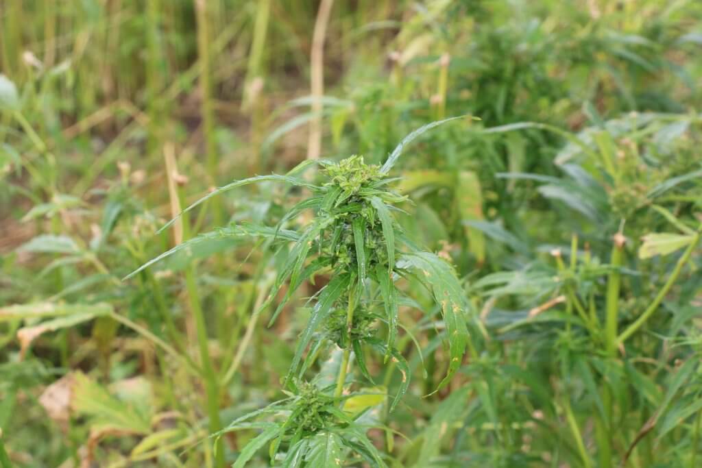Cannabidiol lässt sich aus Faserhanfblüten gewinnen