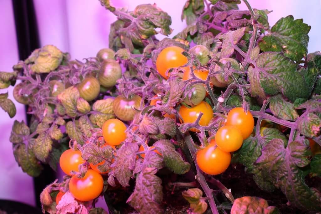 Die Wurmhumus Tomate bildet länger Früchte